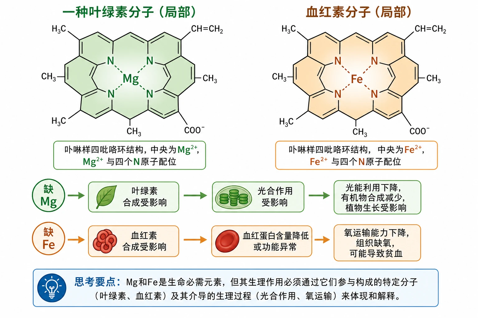 图05：教材思考讨论源图组重绘——“叶绿素分子和血红素分子的局部