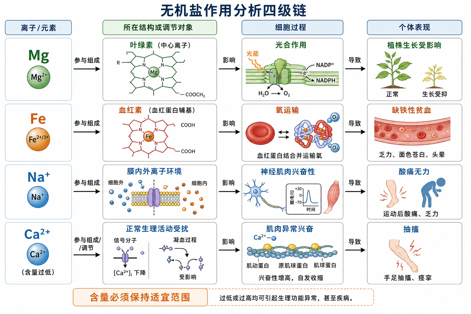 图06：补充知识图（非教材原图）——“无机盐作用分析四级链”