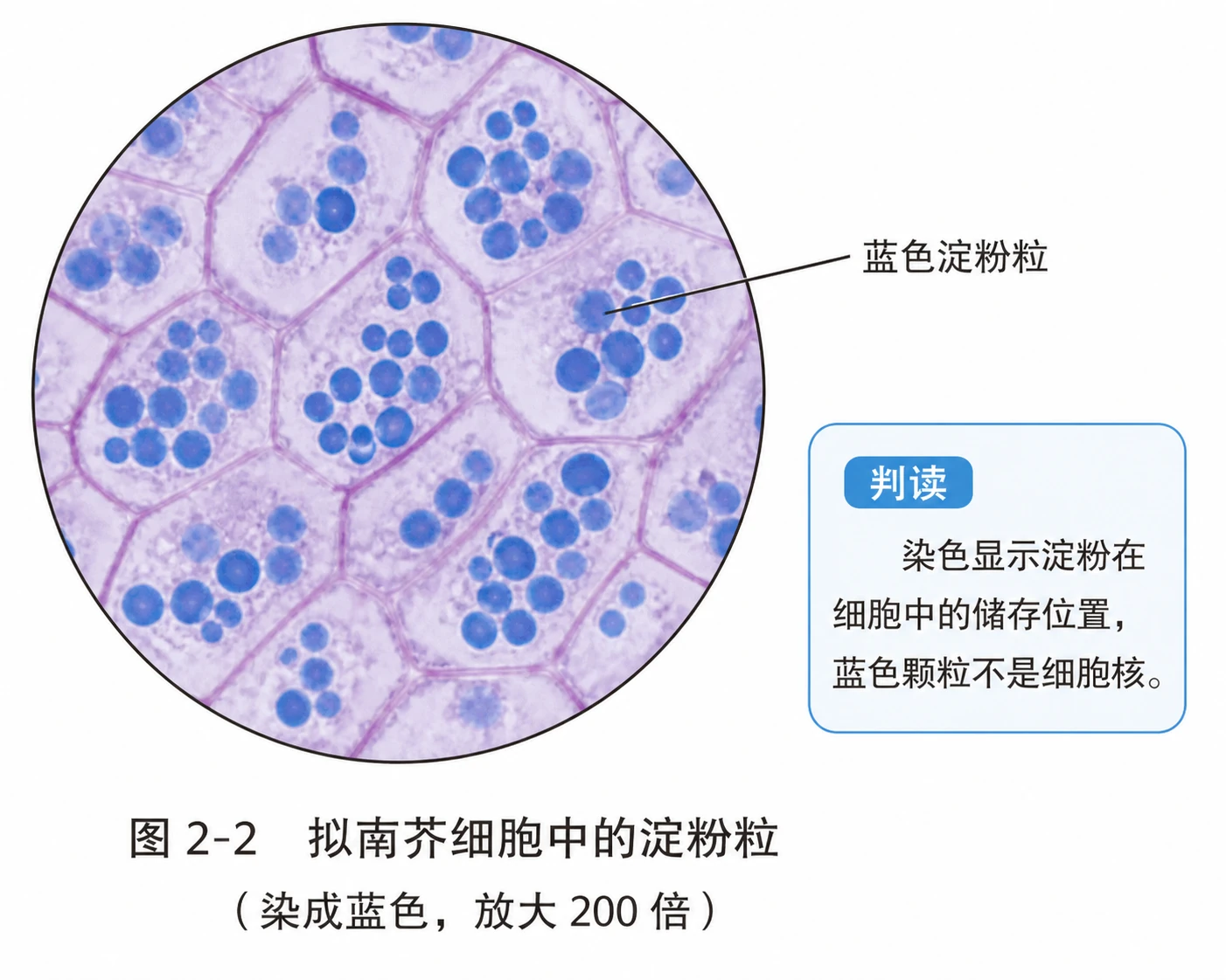 图03:教材图2-2源图重绘——“拟南芥细胞中的淀粉粒(染成蓝色
