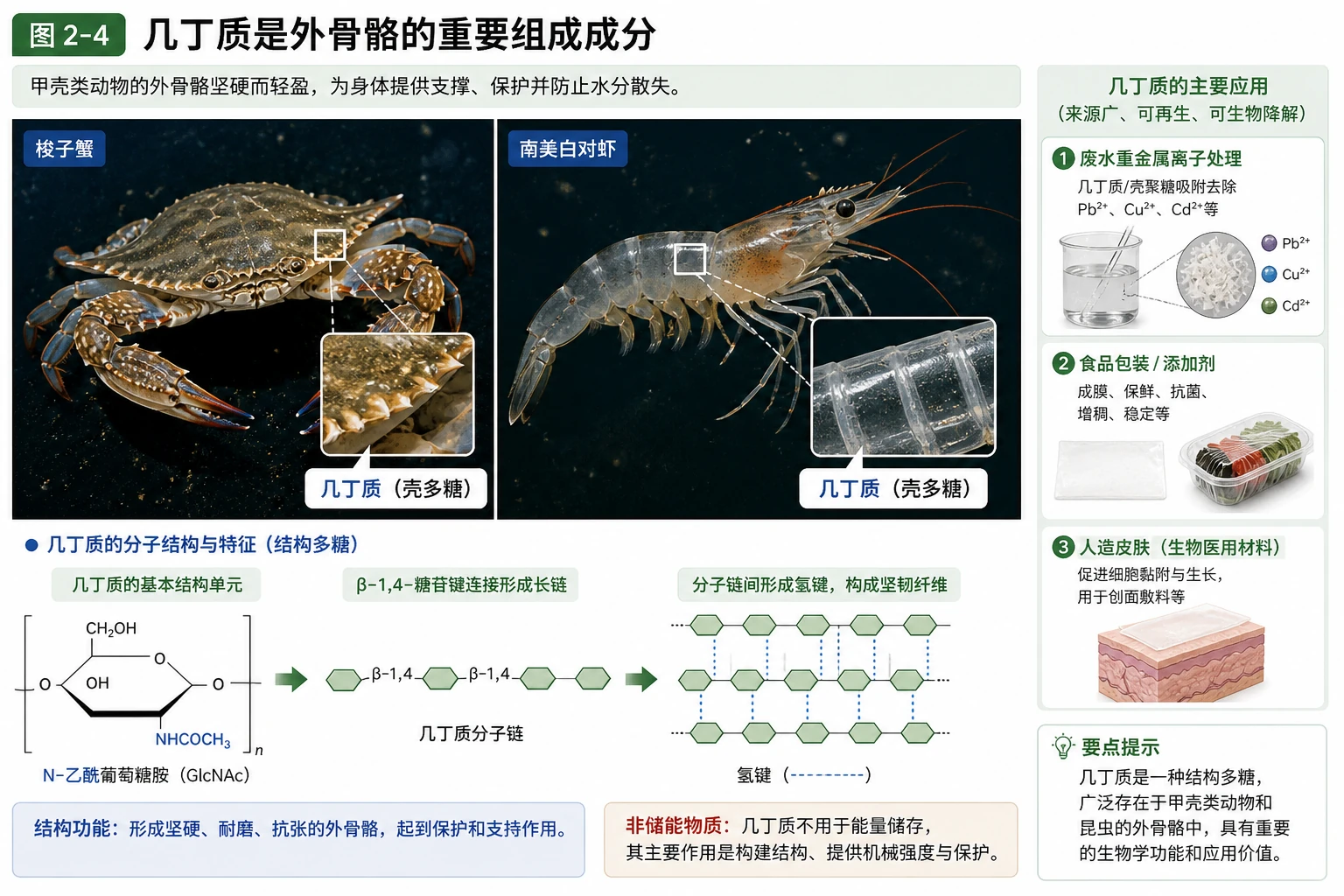图05:教材图2-4源图重绘——“几丁质是外骨骼的重要组成成分”