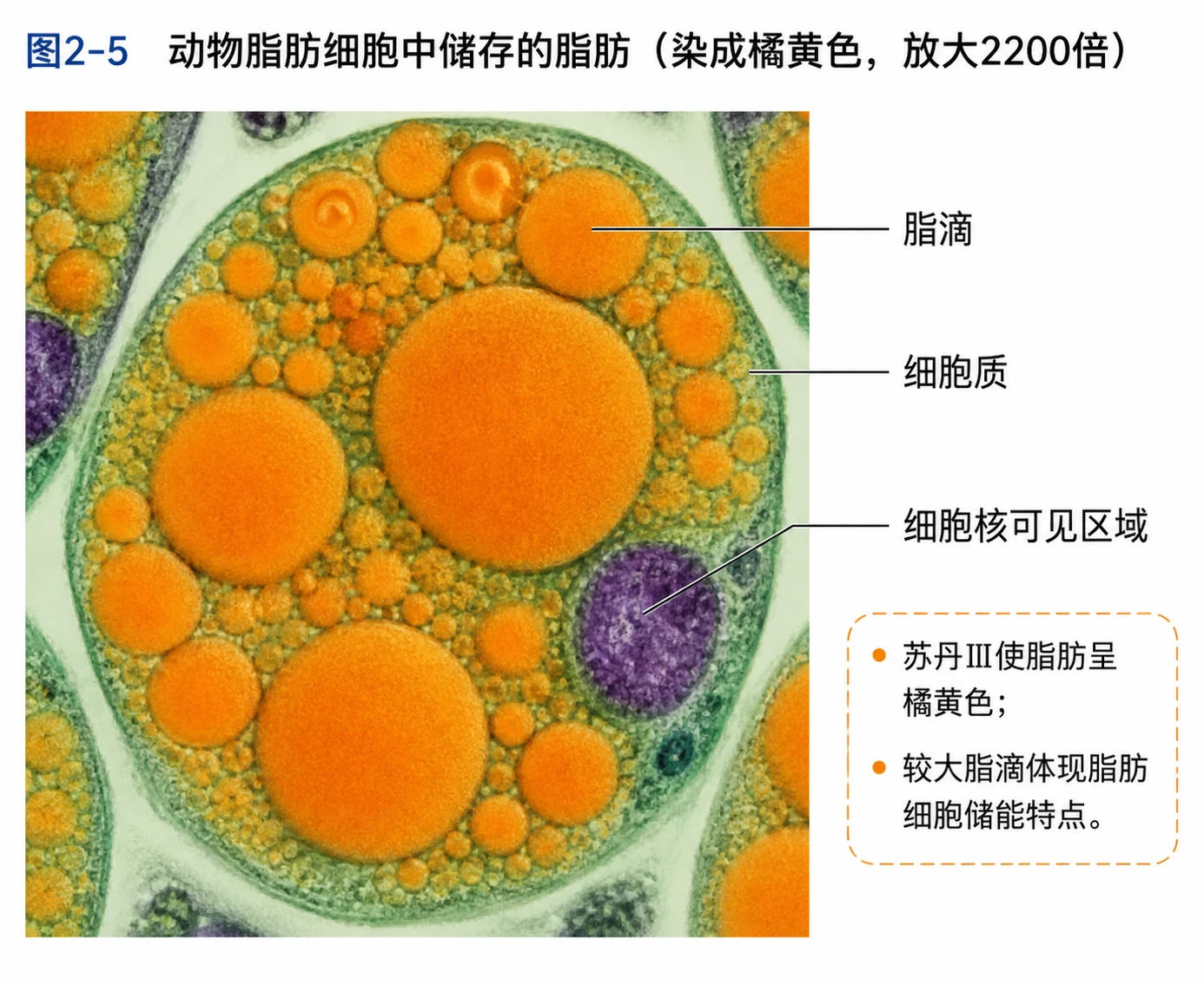 图06:教材图2-5源图重绘——“动物脂肪细胞中储存的脂肪(染成