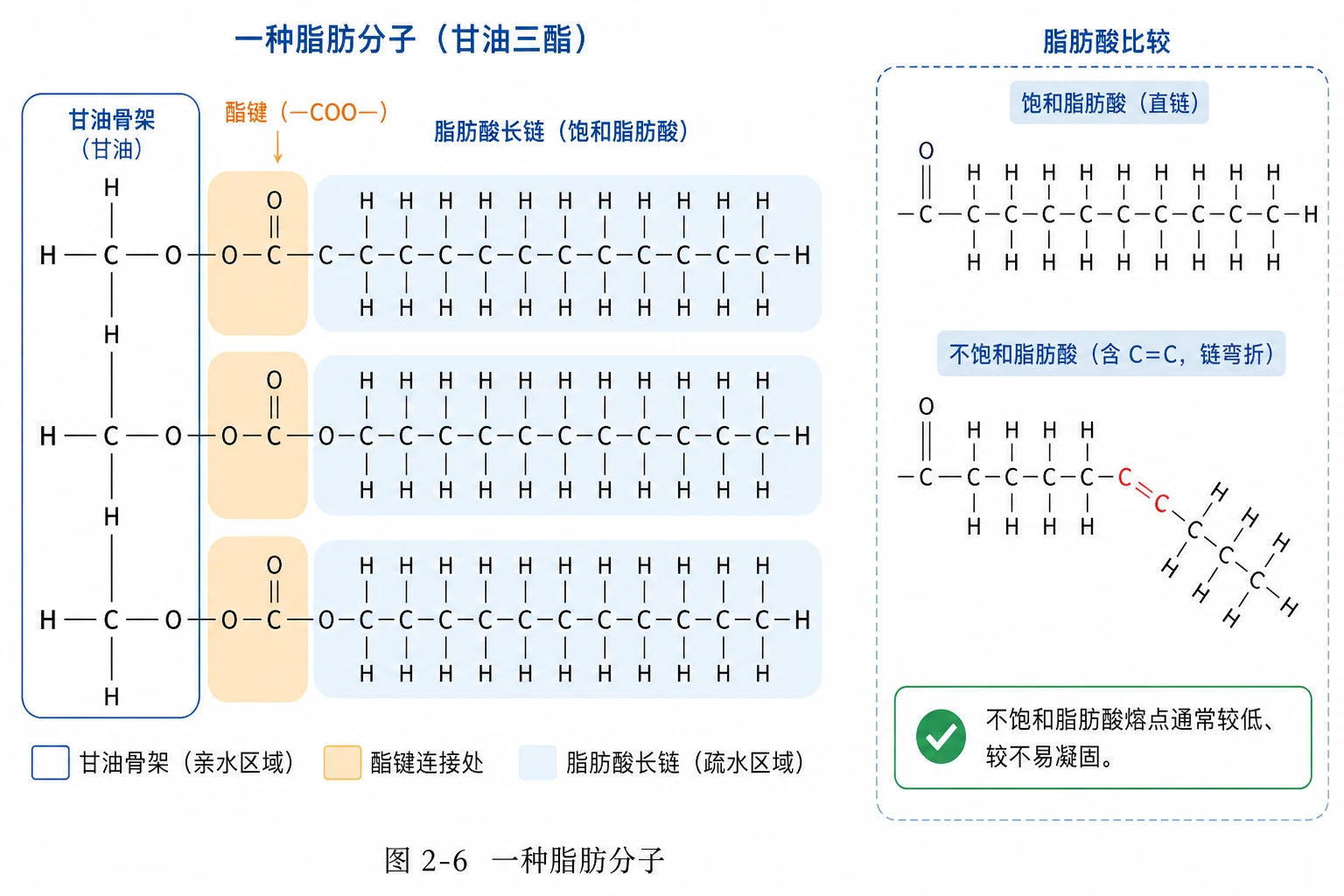 图07:教材图2-6源图重绘——“一种脂肪分子”