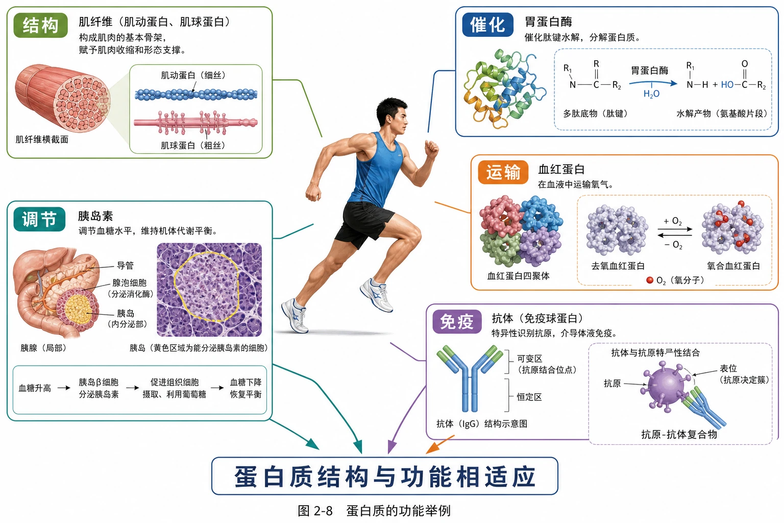 图03:教材图2-8源图重绘——“蛋白质的功能举例”