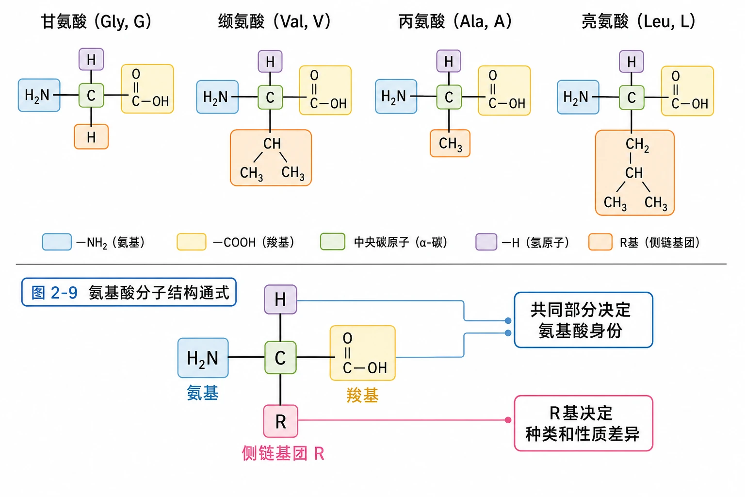 图04:教材氨基酸结构特点源图组重绘