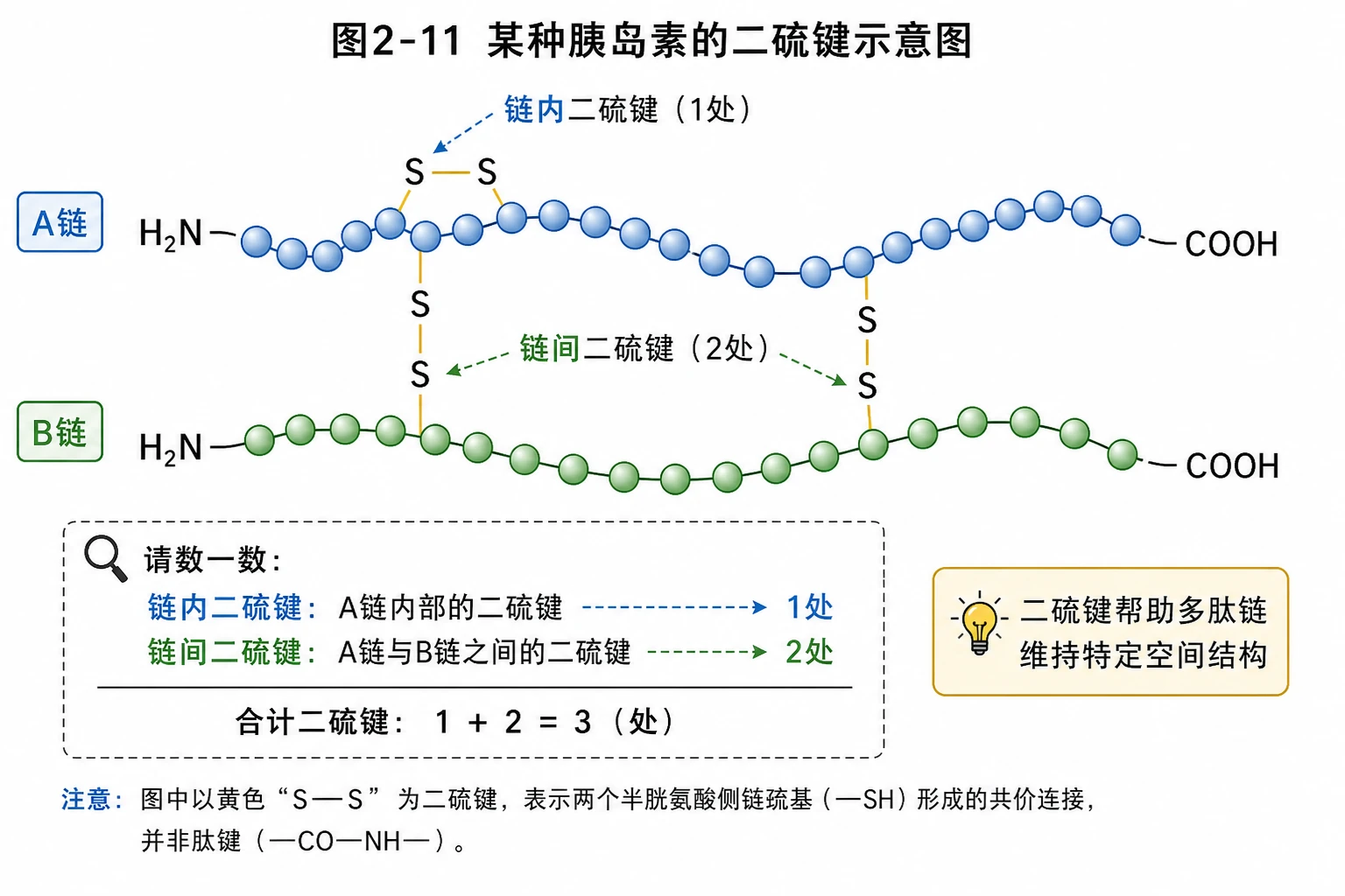 图06:教材图2-11源图重绘——“某种胰岛素的二硫键示意图”