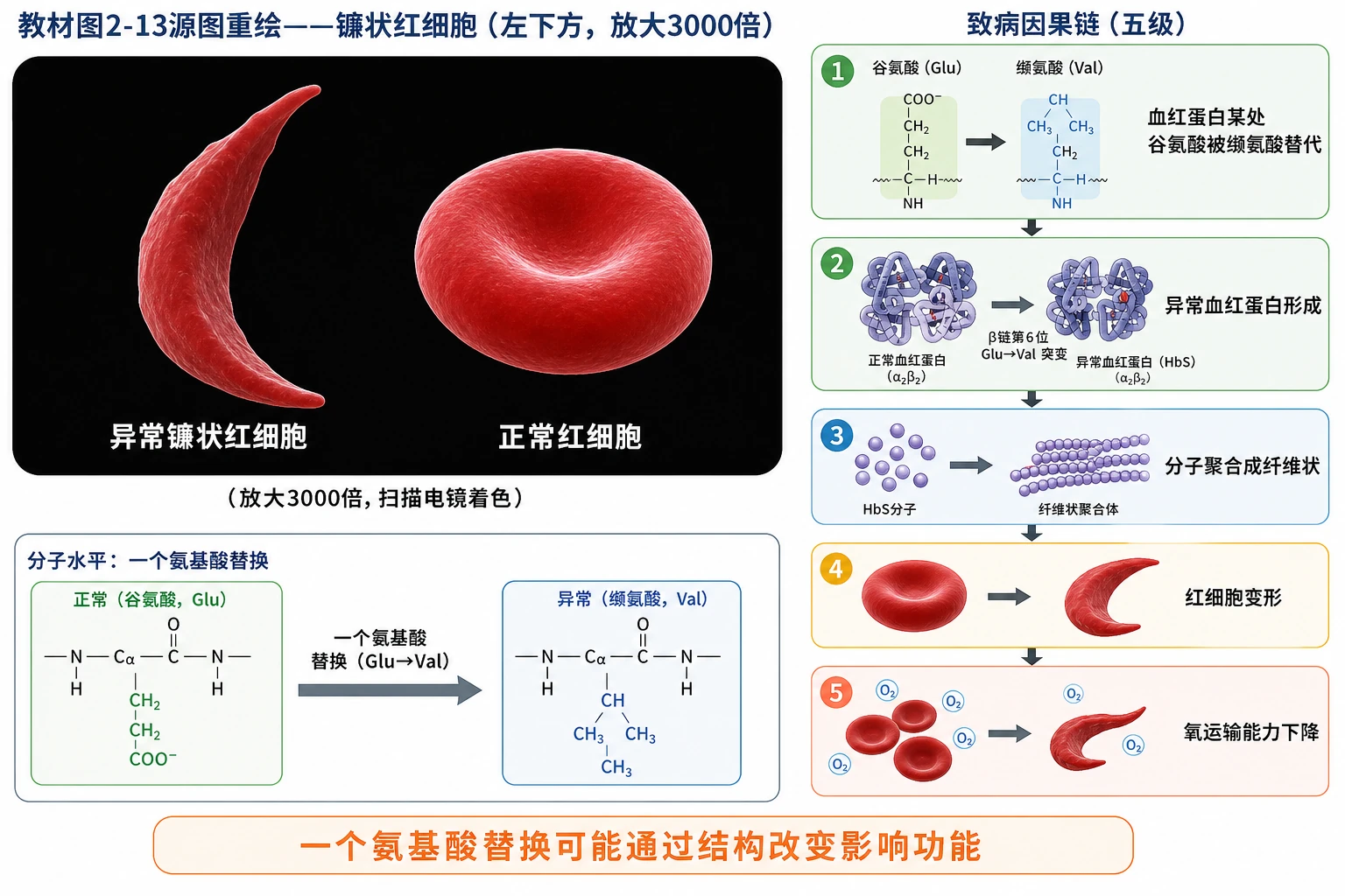 图08:教材图2-13源图重绘——镰状红细胞