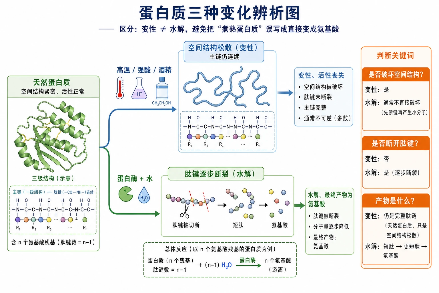 图09:补充知识图(非教材原图)——“蛋白质三种变化辨析图”