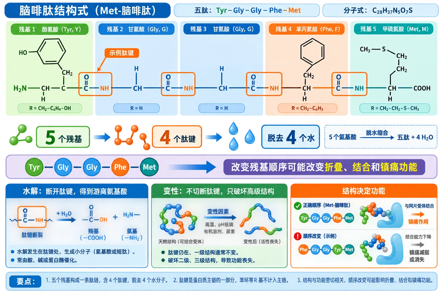 图10:教材拓展应用脑啡肽结构式源图重绘