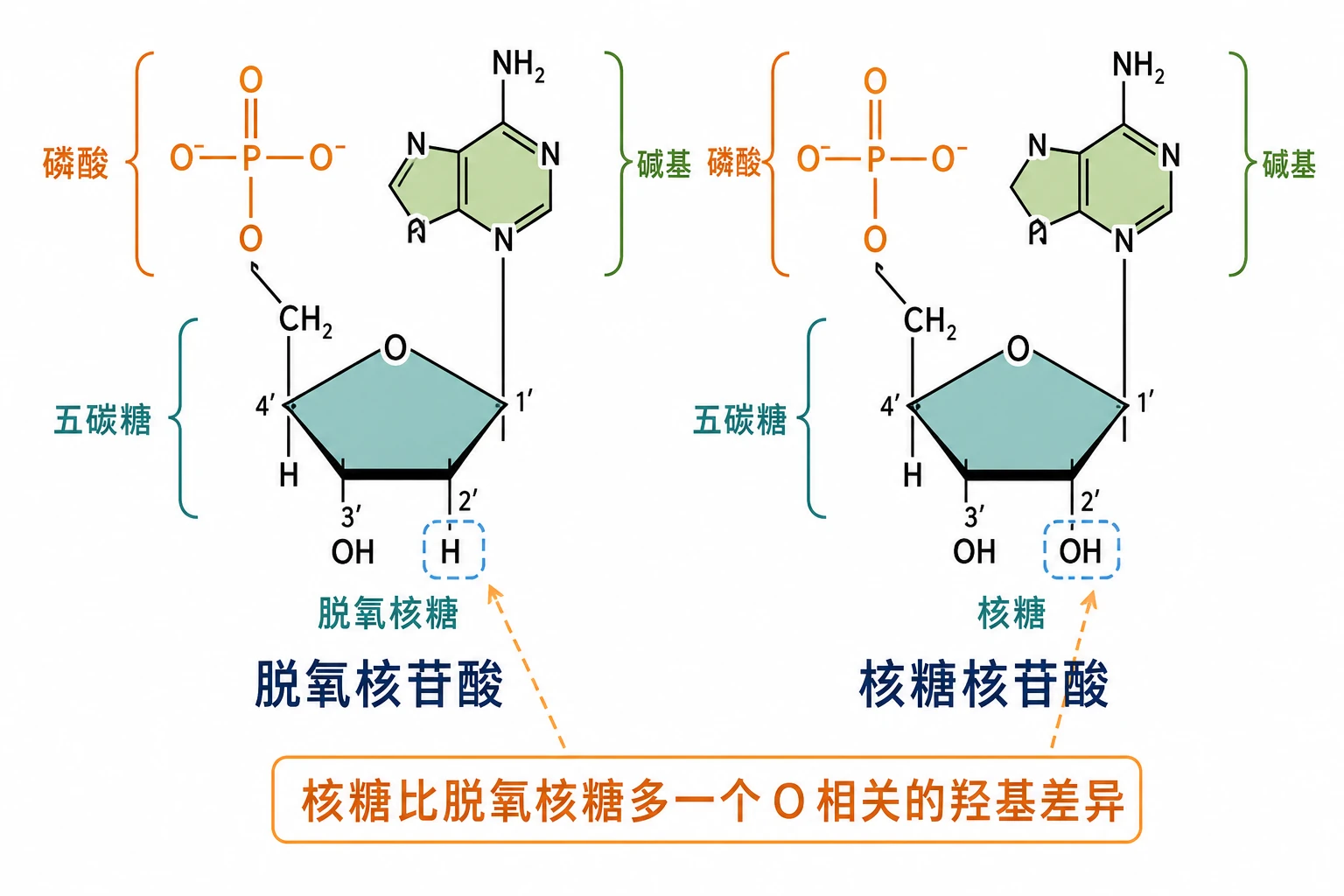 图03：教材图2-15源图重绘——“脱氧核苷酸和核糖核苷酸”