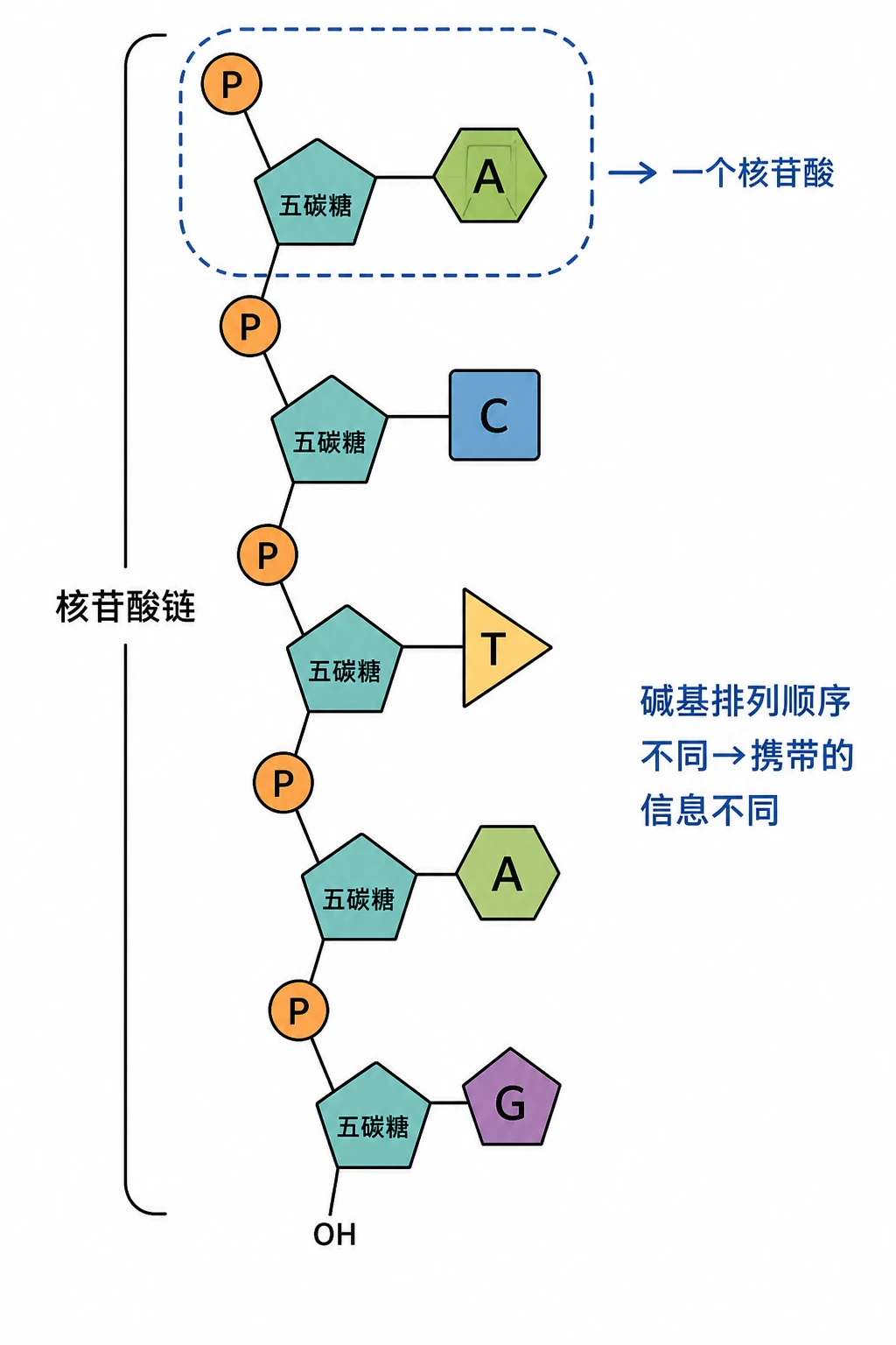 图04：教材图2-14源图重绘——“核苷酸连接而成的长链”