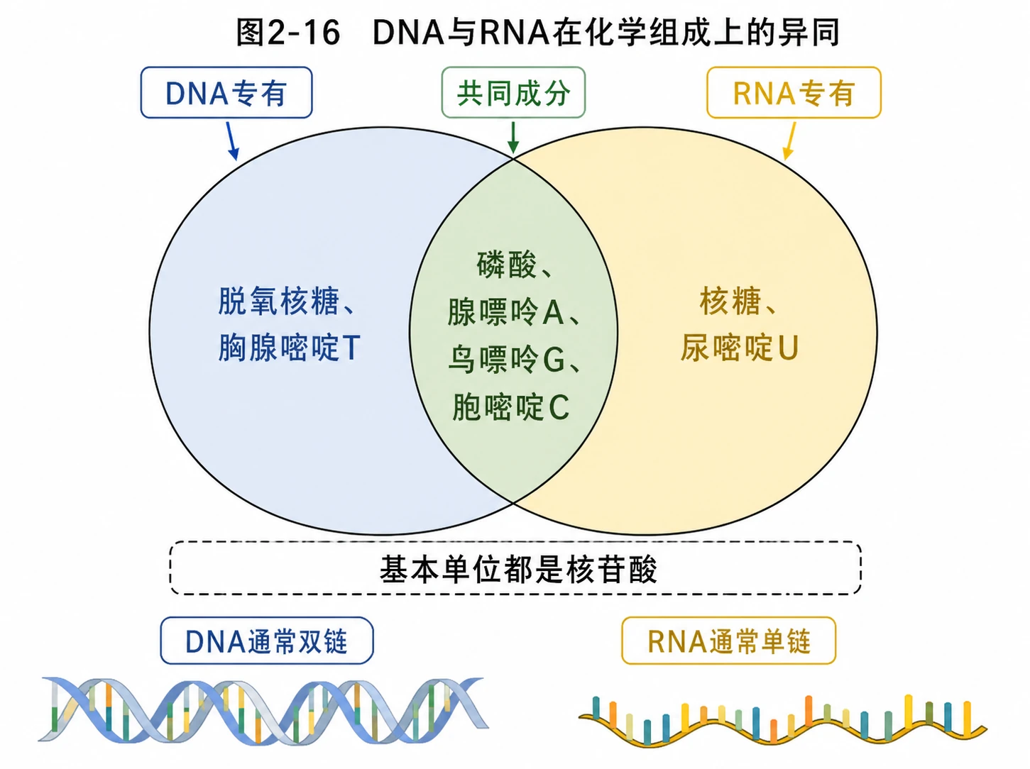 图05：教材图2-16源图重绘——“DNA与RNA在化学组成上的