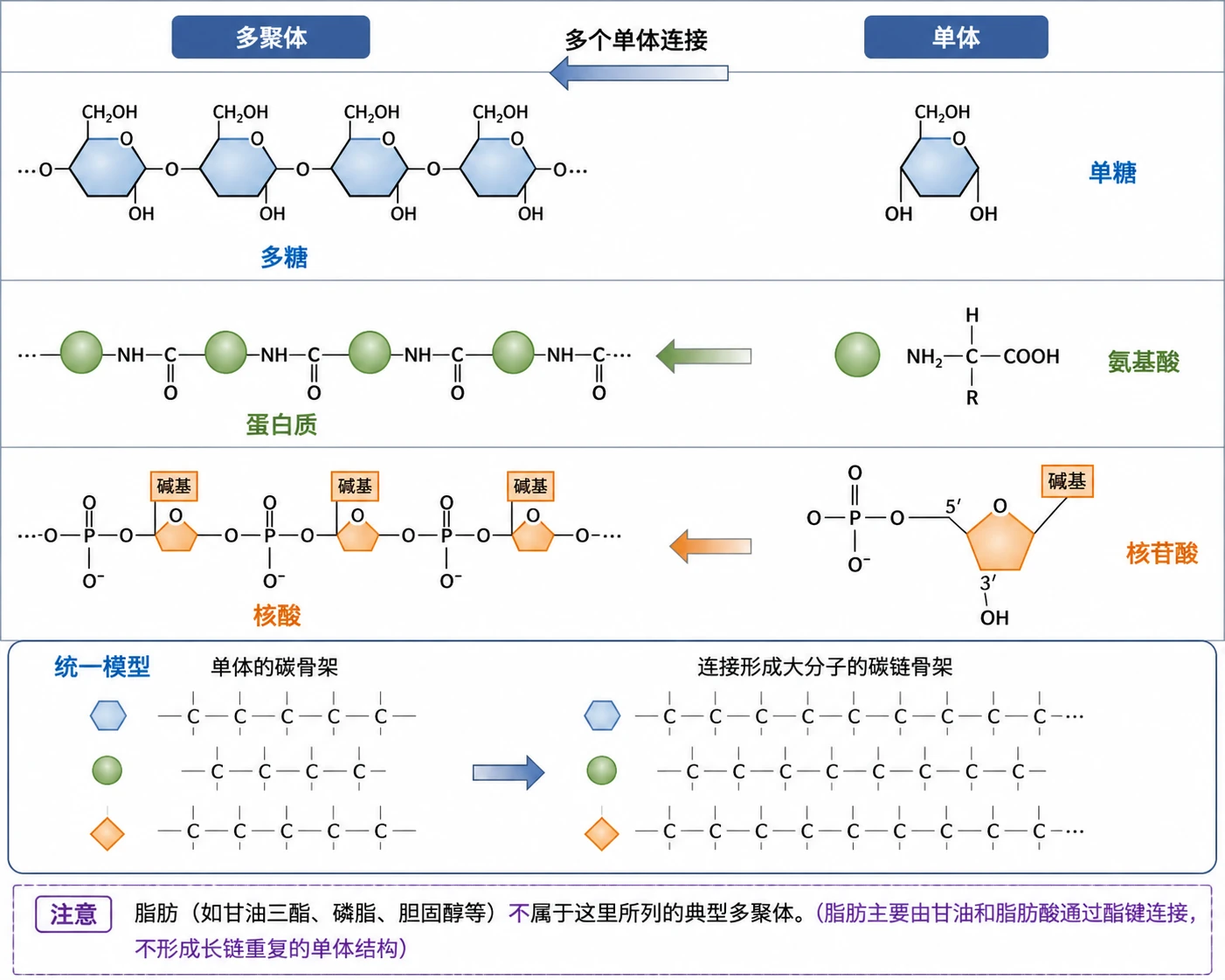 图06：教材图2-17源图重绘——“生物大分子是由许多单体连接成