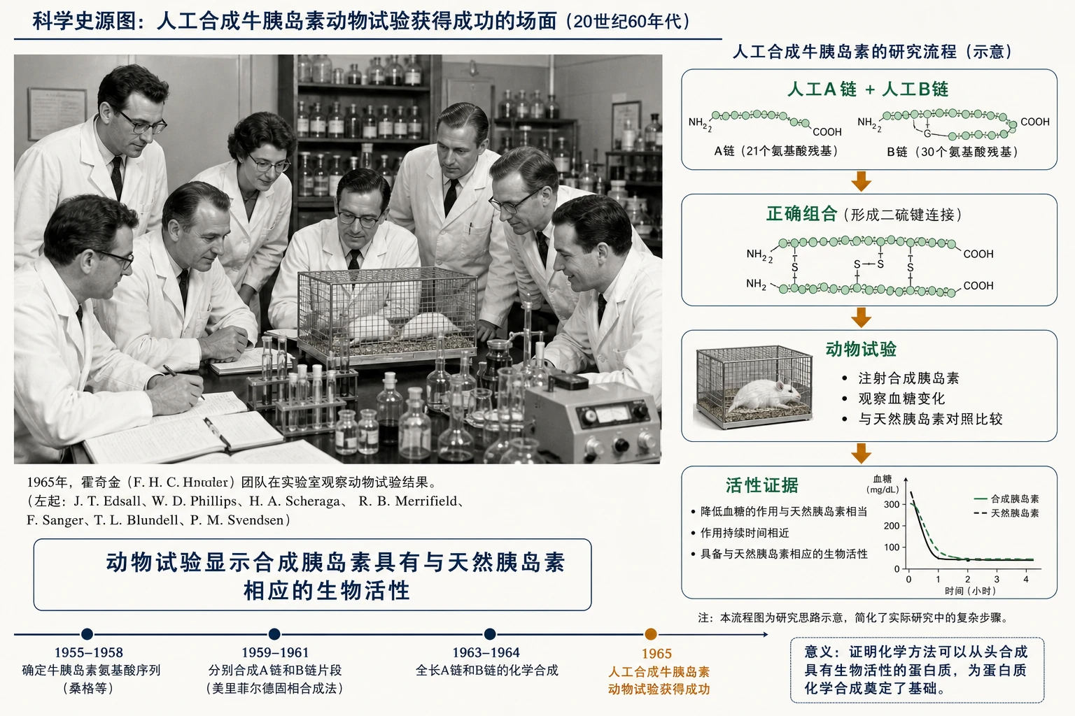 图02:教材科学史源图重绘——“人工合成牛胰岛素动物试验获得成功