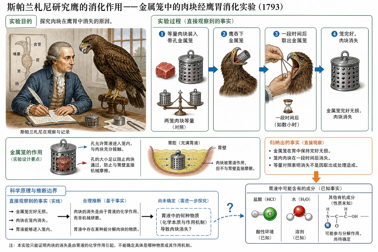图02:教材“斯帕兰札尼研究鹰的消化作用”源图重绘——“金属笼中