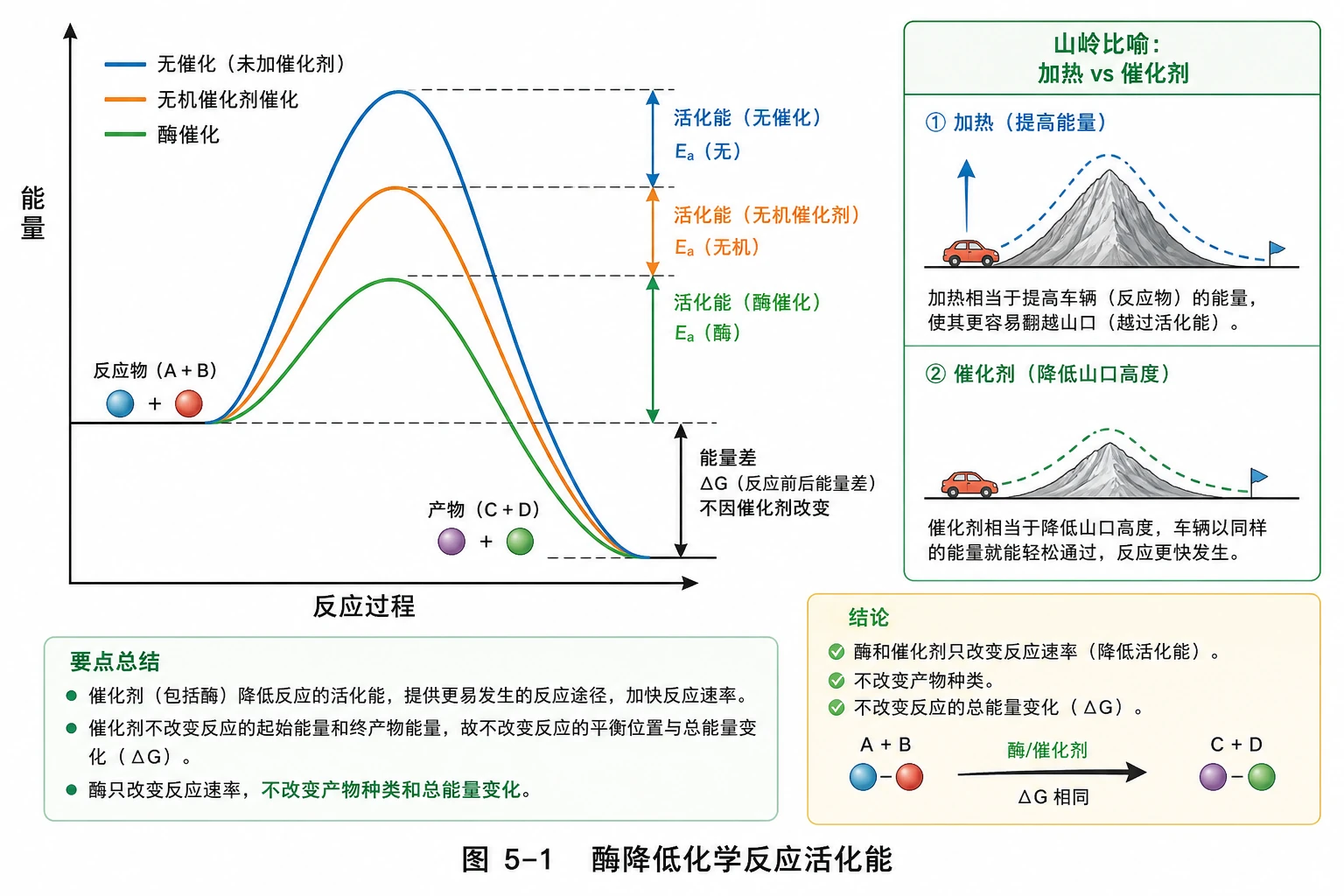 图03:教材图5-1源图重绘——“酶降低化学反应活化能”