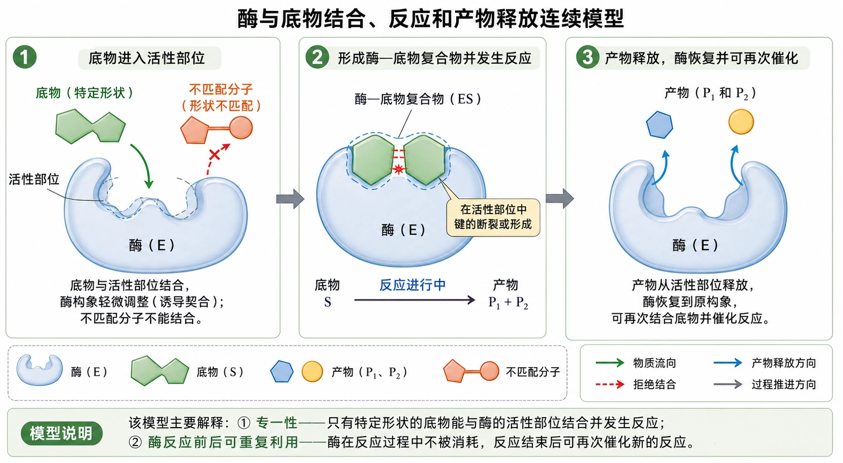 图04:教材拓展应用“酶作用模型”源图组重绘——“酶与底物结合、