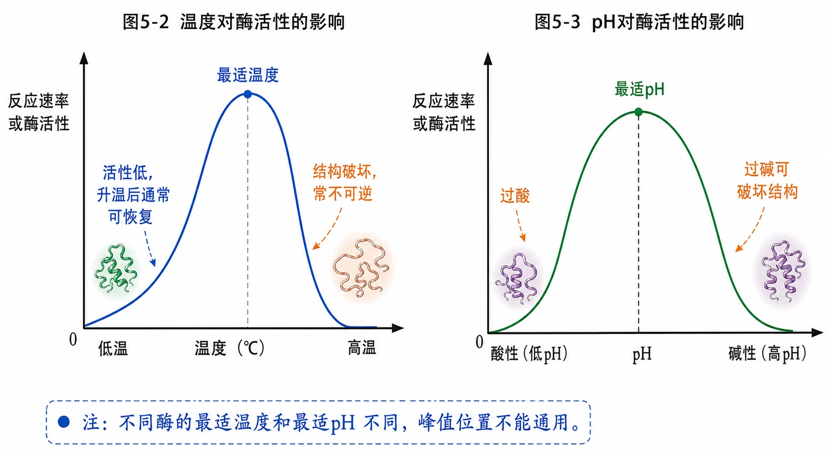 图05:教材图5-2、图5-3源图组重绘——“温度和pH对酶活性