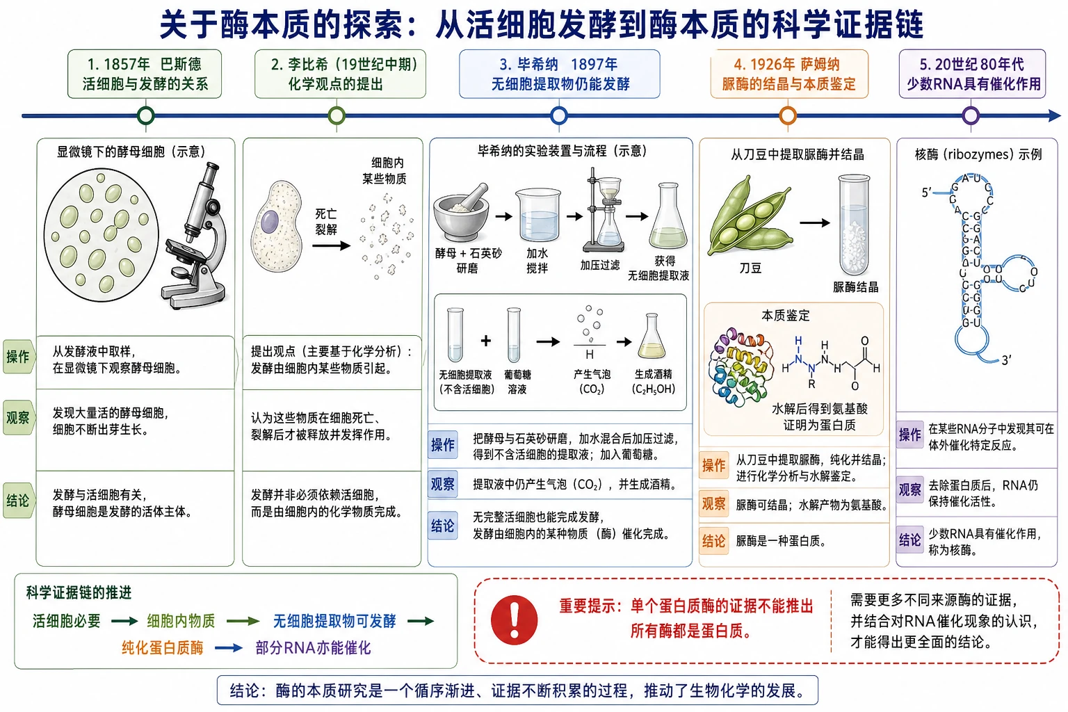 图09:教材“关于酶本质的探索”源图组重绘——“从活细胞发酵到酶