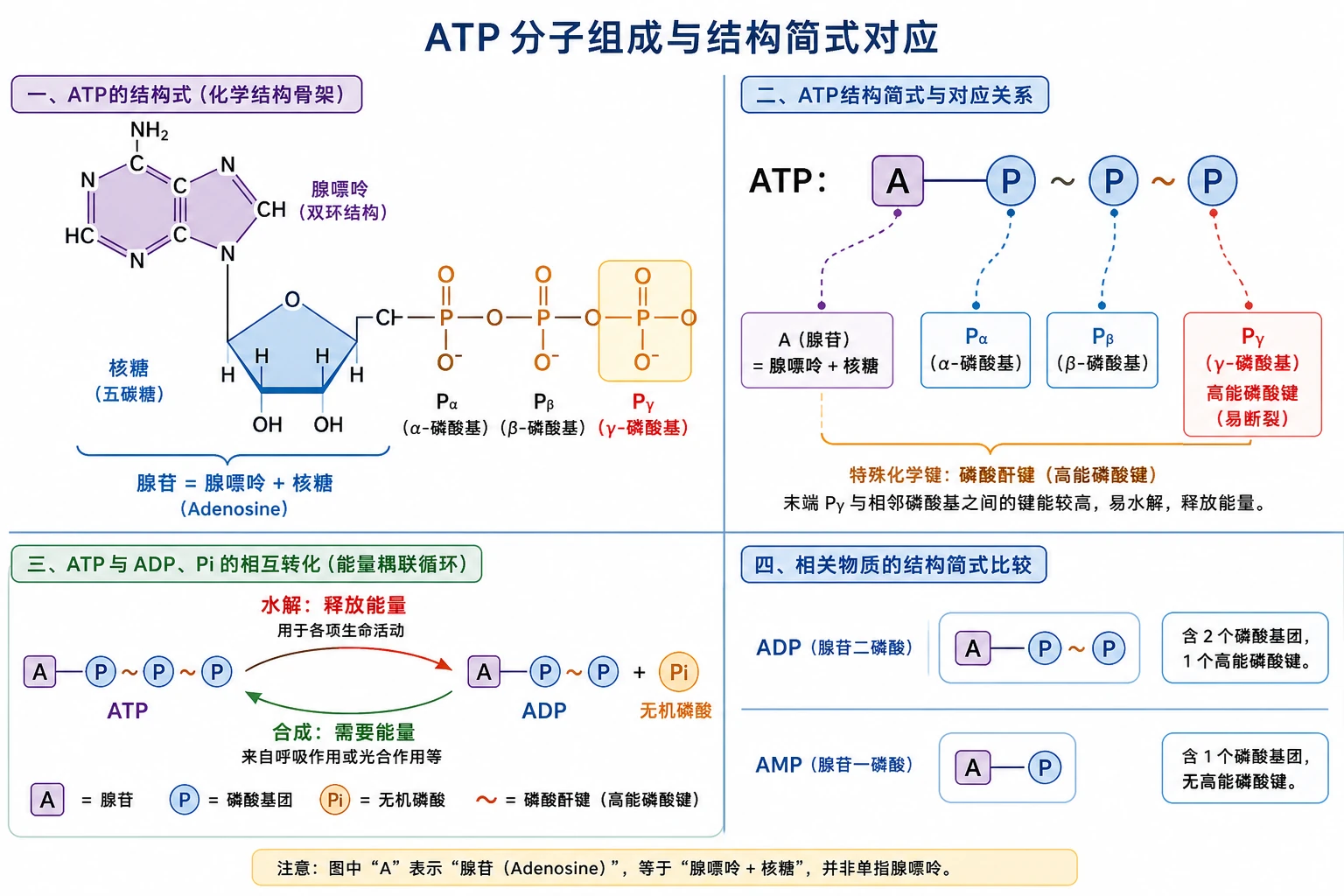 图03：教材“ATP结构式”源图重绘——“ATP分子组成与结构简