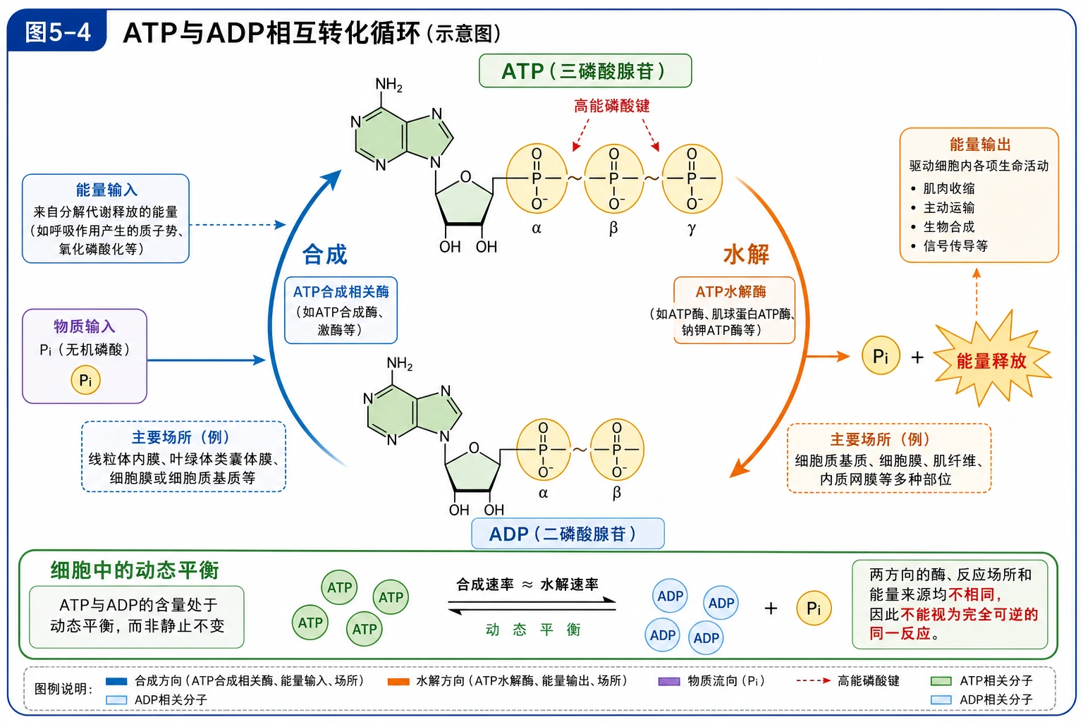 图04：教材图5-4源图重绘——“ATP与ADP相互转化循环”