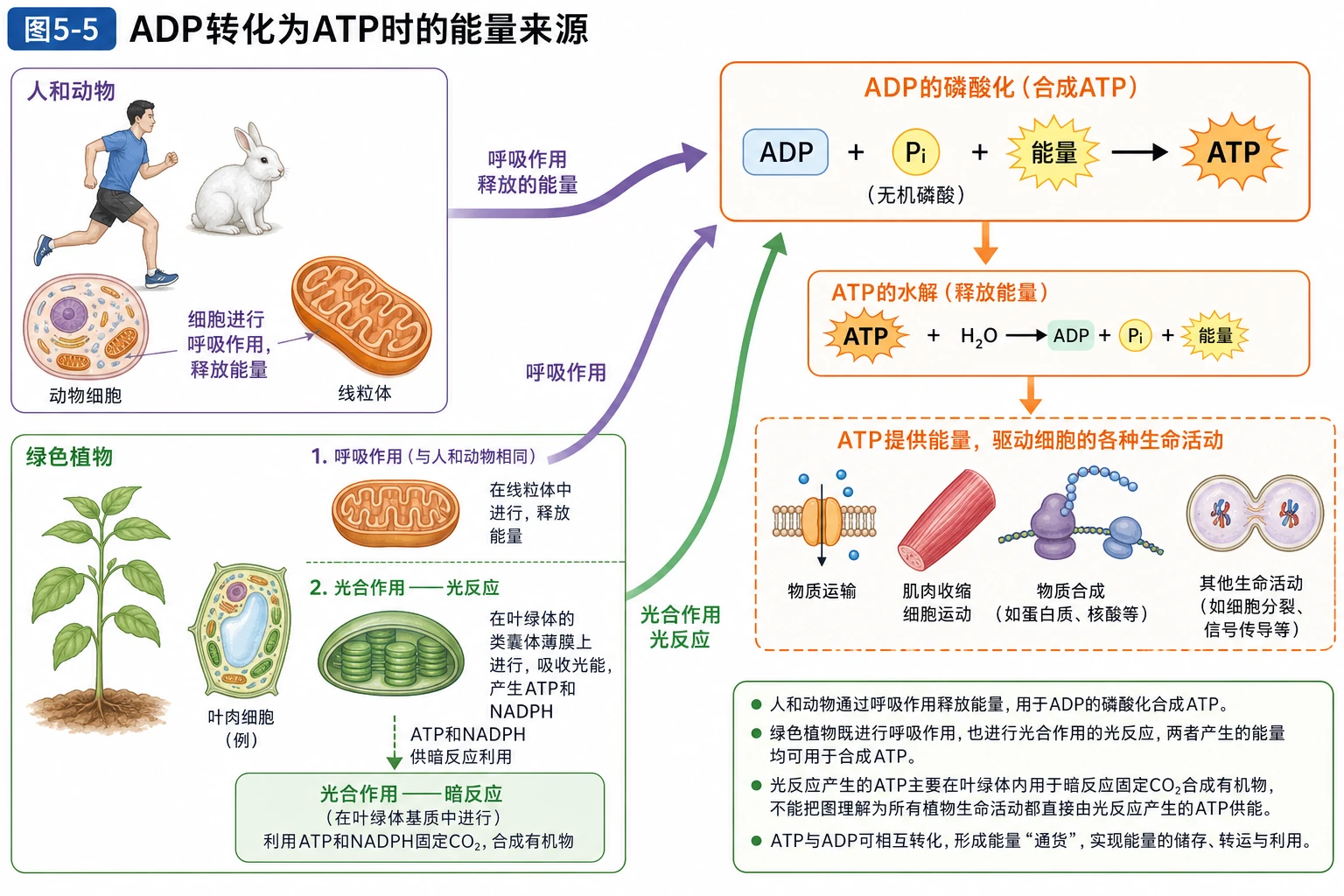 图05：教材图5-5源图重绘——“ADP转化为ATP时的能量来源