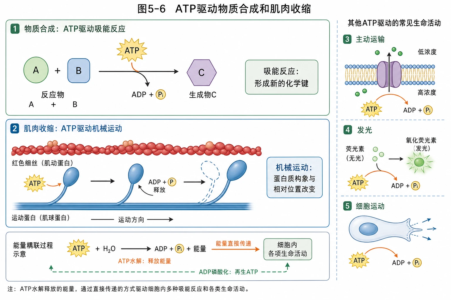 图06：教材图5-6源图重绘——“ATP驱动物质合成和肌肉收缩”