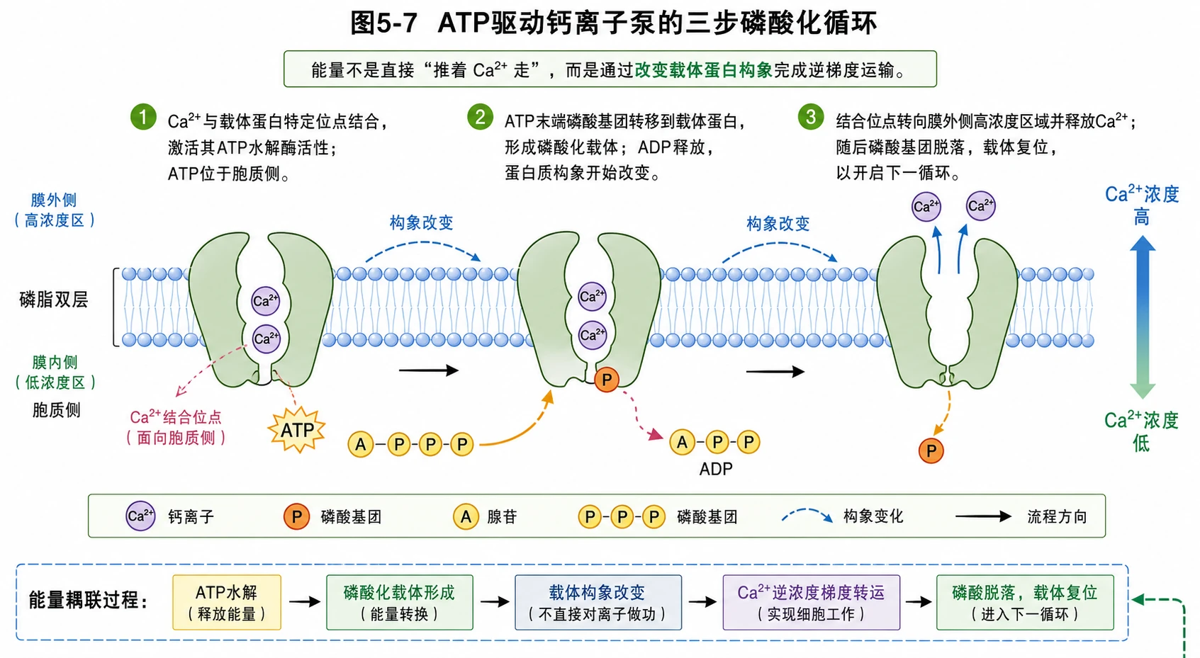 图07：教材图5-7源图组重绘——“ATP驱动钙离子泵的三步磷酸
