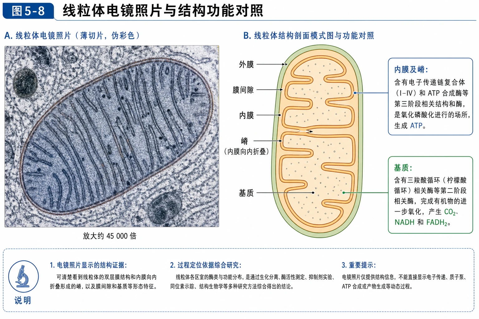 图03:教材图5-8源图重绘——“线粒体电镜照片与结构功能对照”
