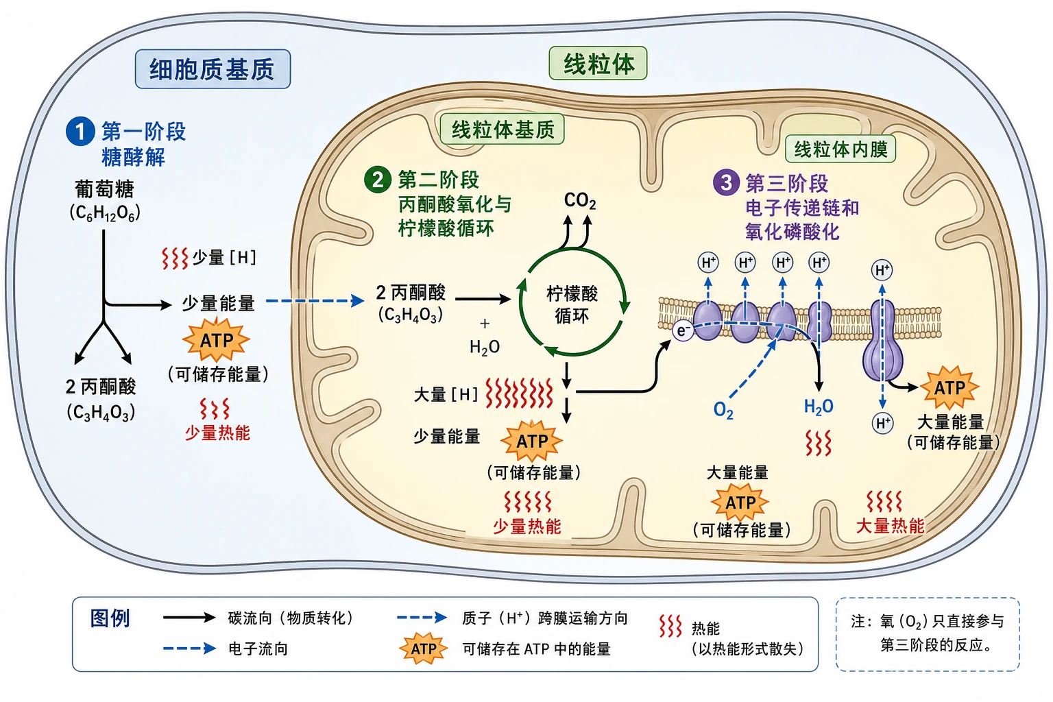 图04:教材图5-9源图重绘——“有氧呼吸三阶段空间过程”