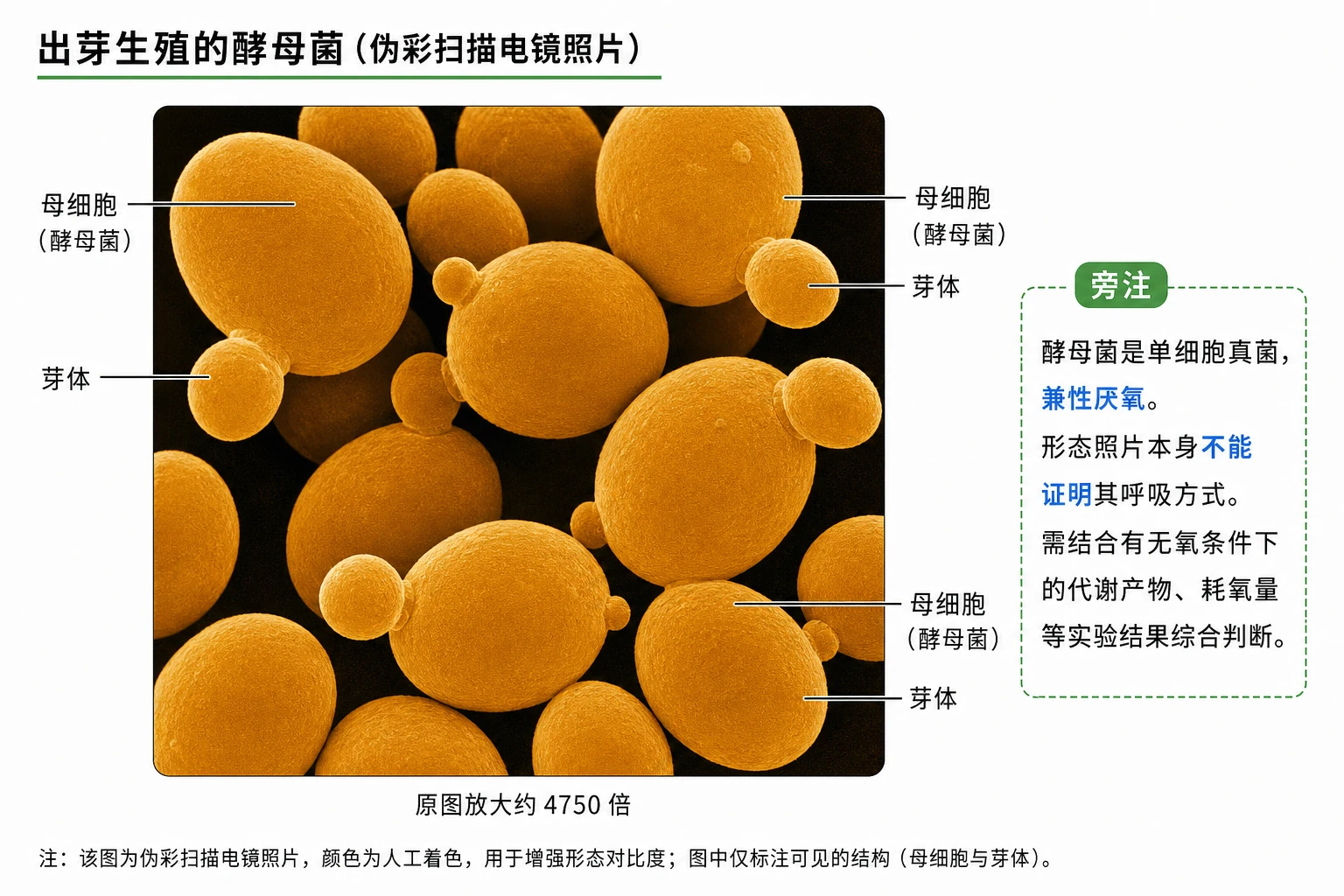 图06:教材“酵母菌电镜照片”源图重绘——“出芽生殖的酵母菌”