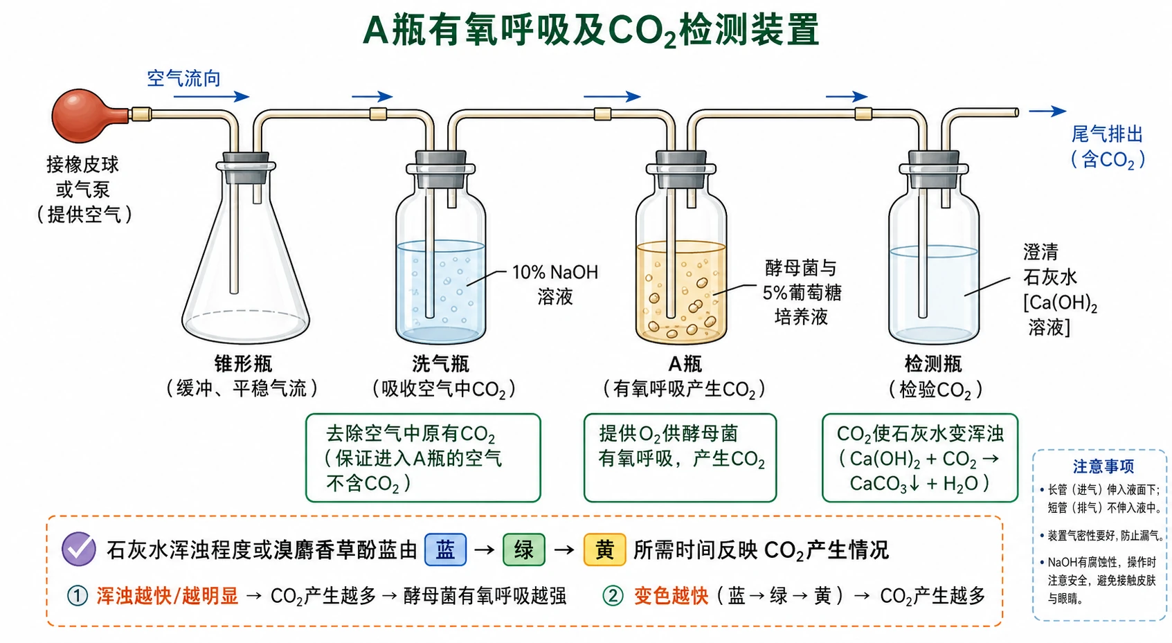 图07:教材“有氧条件酵母菌呼吸装置”源图重绘——“A瓶有氧呼吸