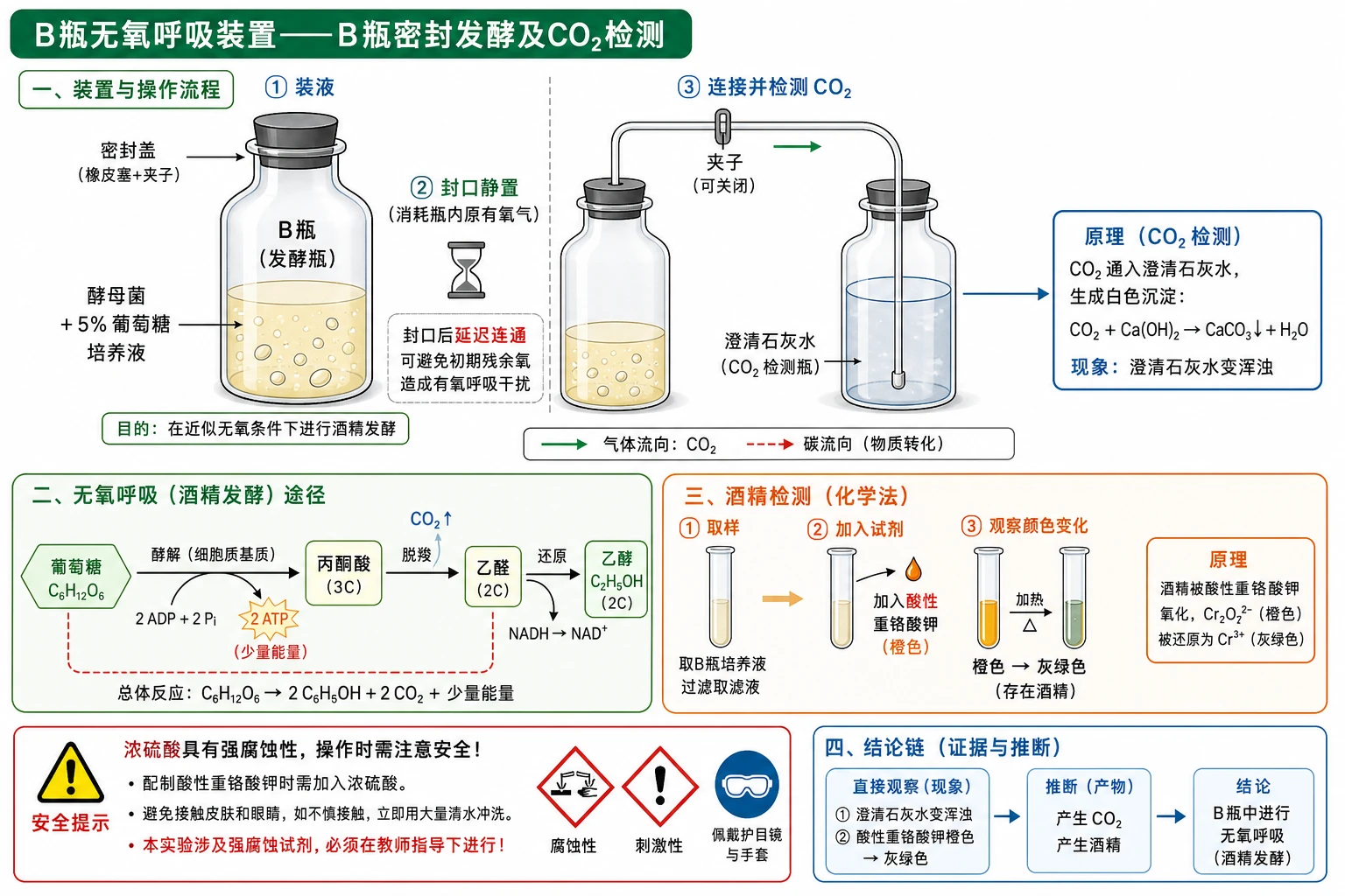 图08:教材“B瓶无氧呼吸装置”源图重绘——“B瓶密封发酵及CO