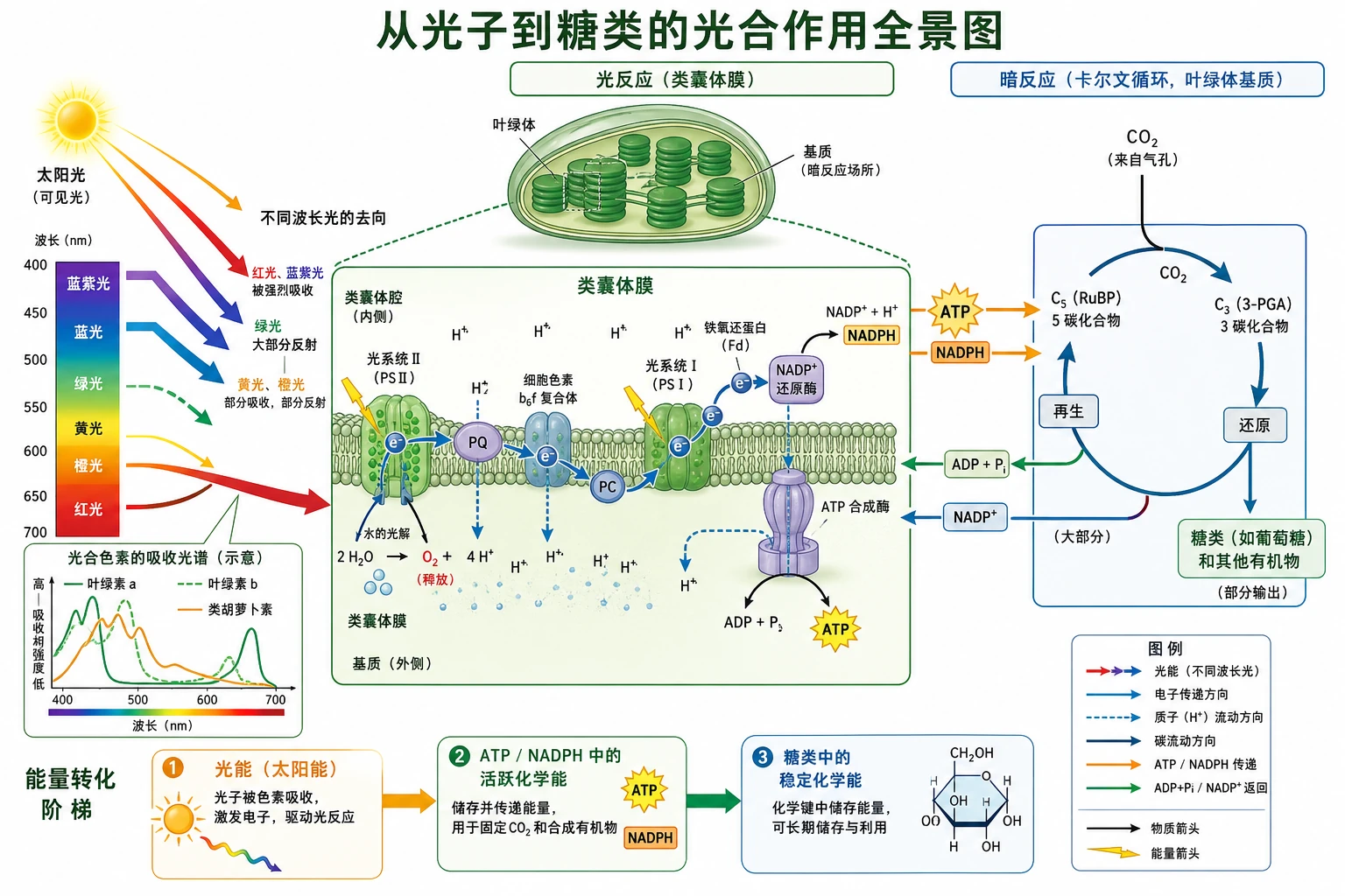 图01:补充知识图(非教材原图)——“从光子到糖类的光合作用全景
