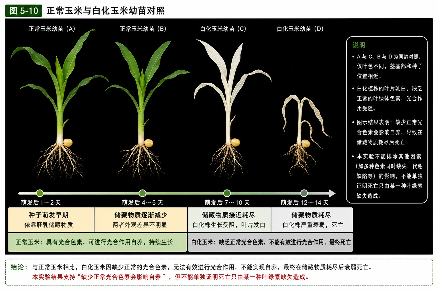 图03:教材图5-10源图重绘——“正常玉米与白化玉米幼苗对照”