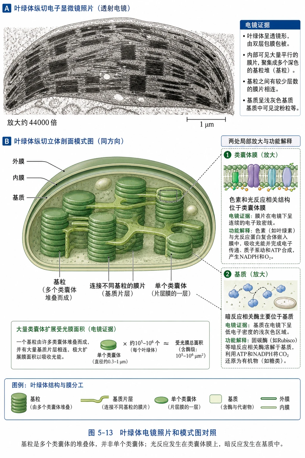 图04:教材图5-13源图组重绘——“叶绿体电镜照片和模式图对照