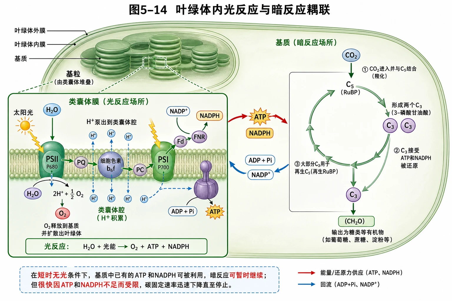 图05:教材图5-14源图重绘——“叶绿体内光反应与暗反应耦联”