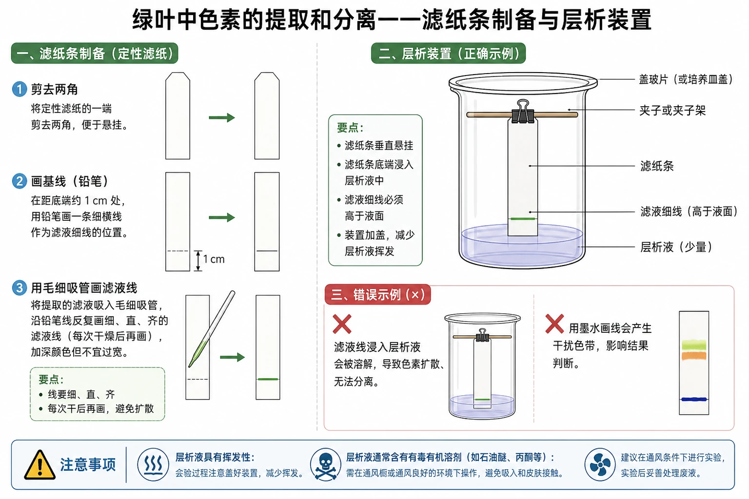 图09:教材“绿叶中色素提取和分离”源图重绘——“滤纸条制备与层