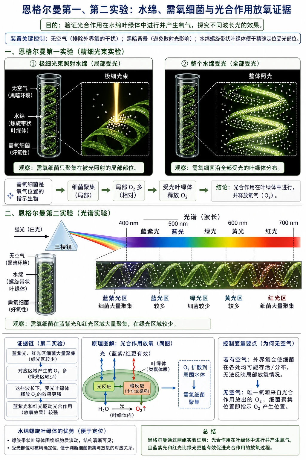 图11:教材“恩格尔曼第一、第二实验”源图组重绘——“水绵、需氧