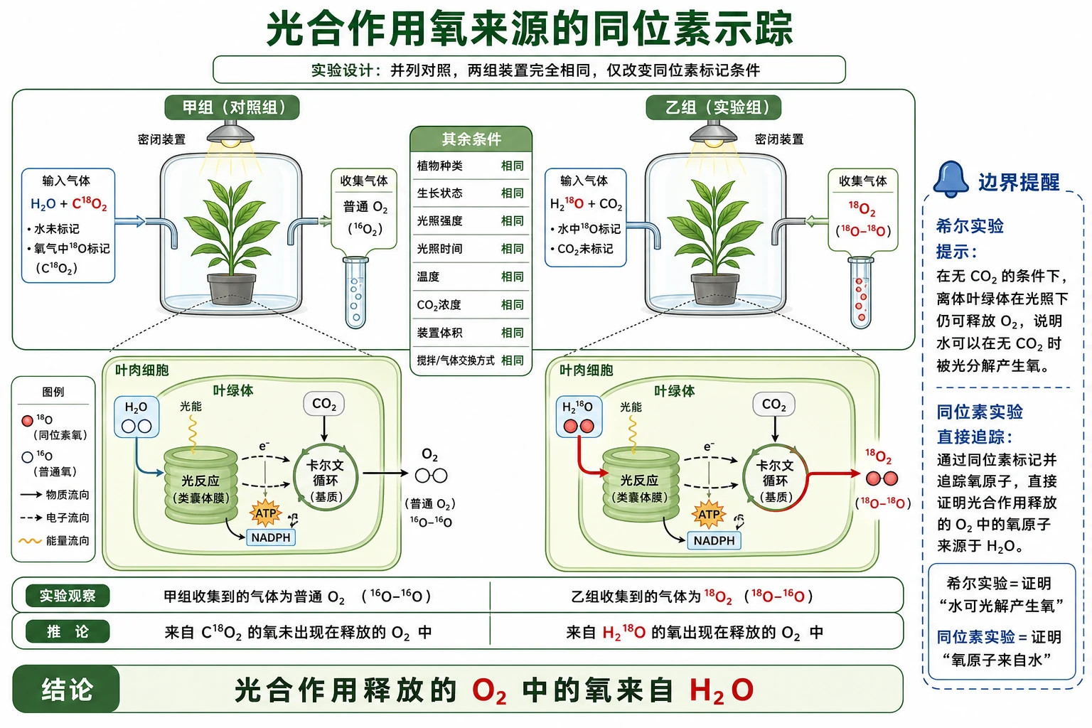 图12:补充知识图(非教材原图)——“光合作用氧来源的同位素示踪