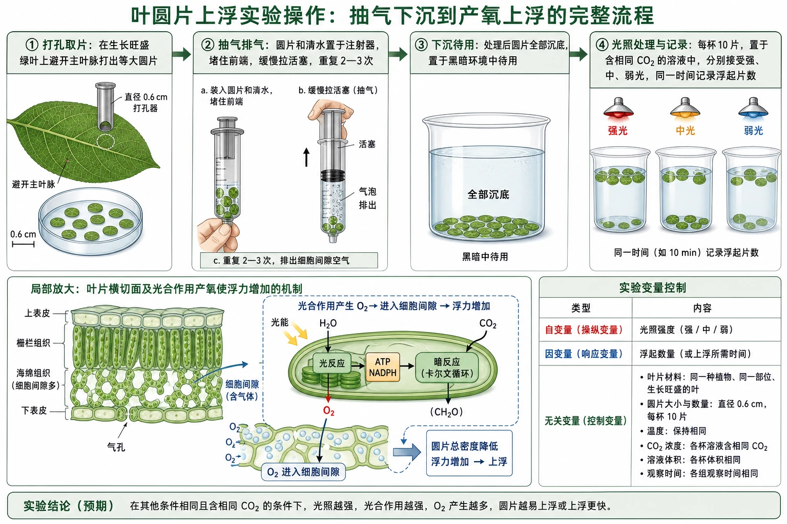图13:教材“叶圆片上浮实验操作”源图重绘——“抽气下沉到产氧上