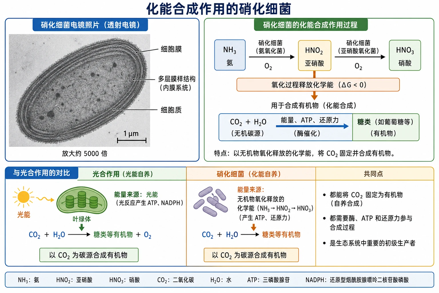 图16:教材“硝化细菌电镜照片”源图重绘——“化能合成作用的硝化