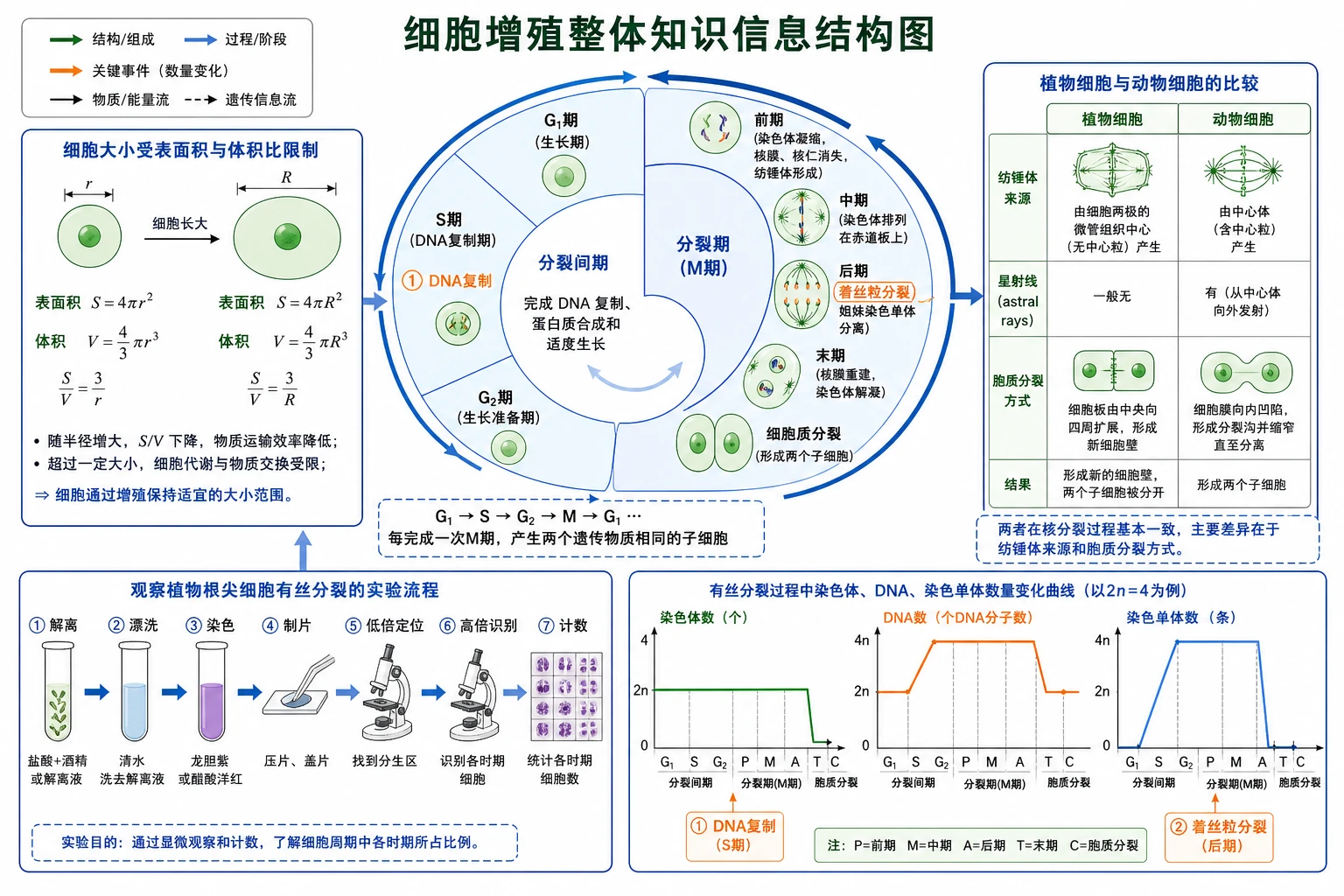 图01：补充知识图（非教材原图）——“细胞增殖整体知识信息结构图