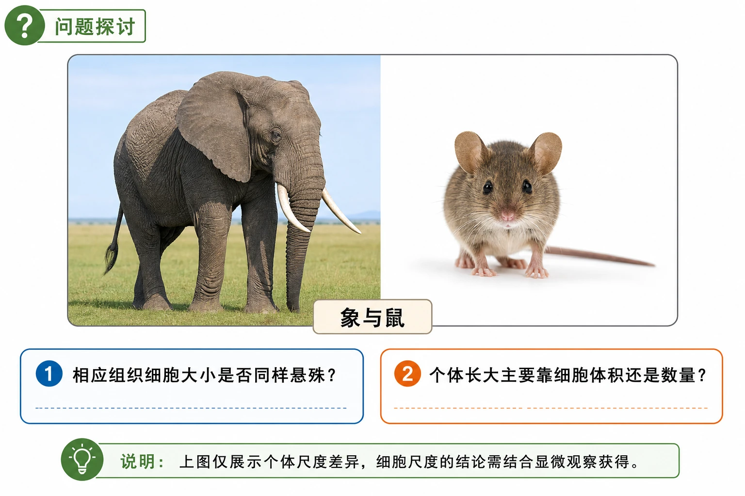 图02：教材“问题探讨”源图重绘——“象与鼠体型比较”