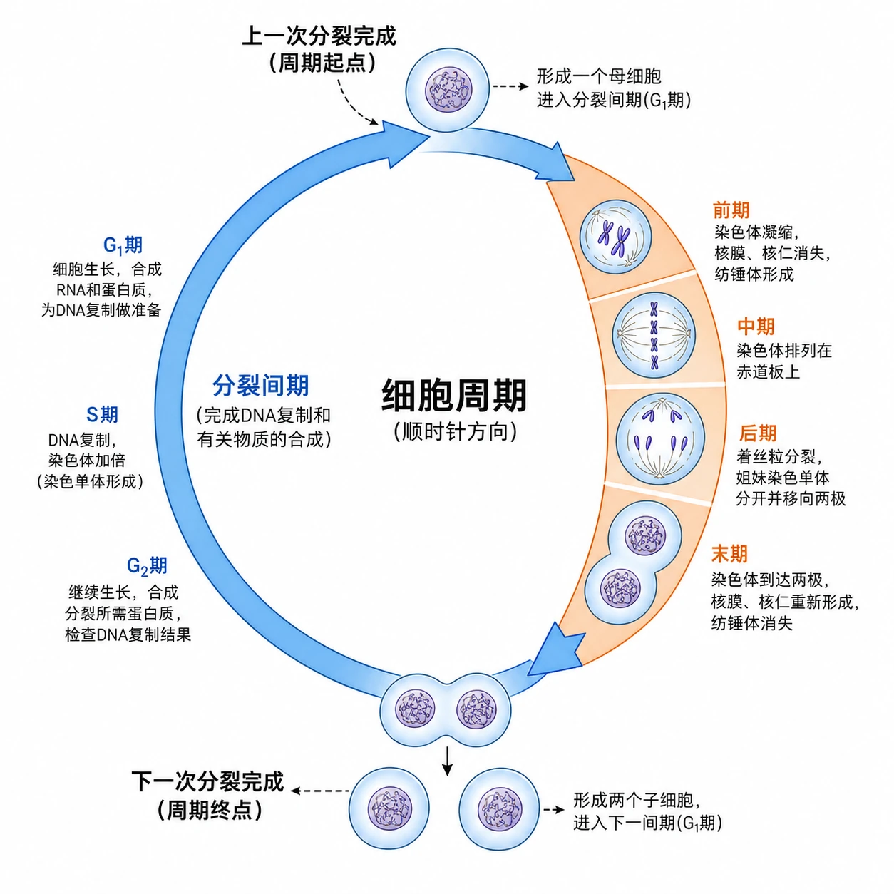 图03：教材图6-1源图重绘——“细胞周期”