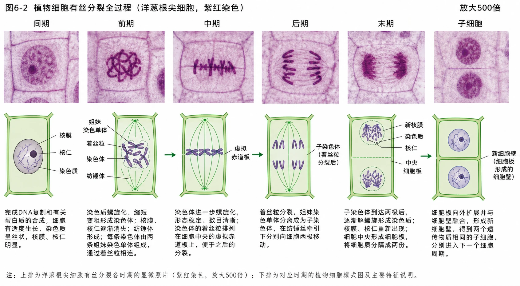 图04：教材图6-2源图组重绘——“植物细胞有丝分裂全过程”