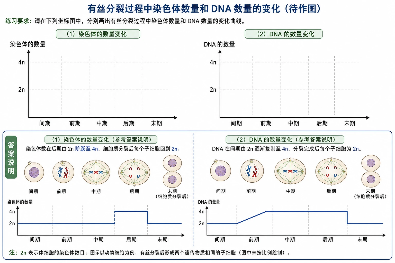 图05：教材练习依赖图“染色体数量和DNA数量坐标”源图组重绘—