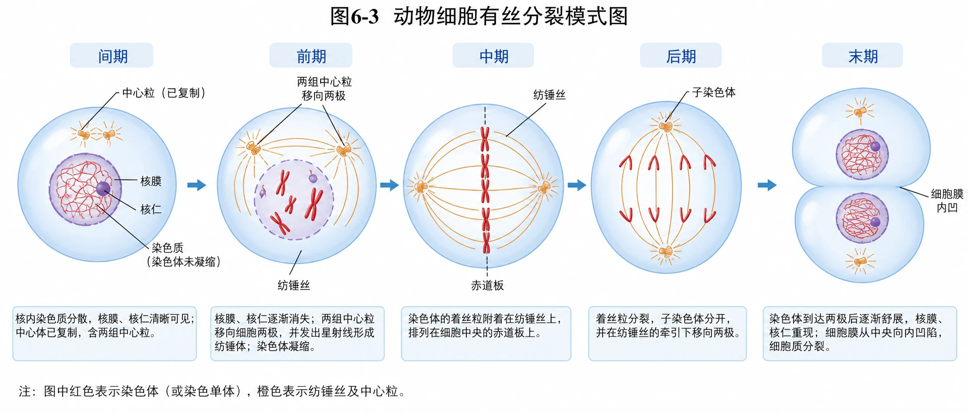 图06：教材图6-3源图重绘——“动物细胞有丝分裂模式图”