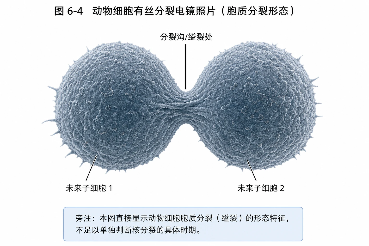 图07：教材图6-4源图重绘——“动物细胞有丝分裂电镜照片”