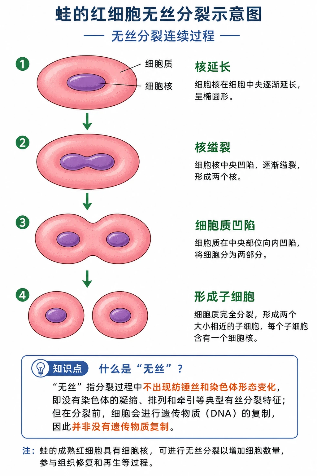 图08：教材“蛙的红细胞无丝分裂示意图”源图重绘——“无丝分裂连