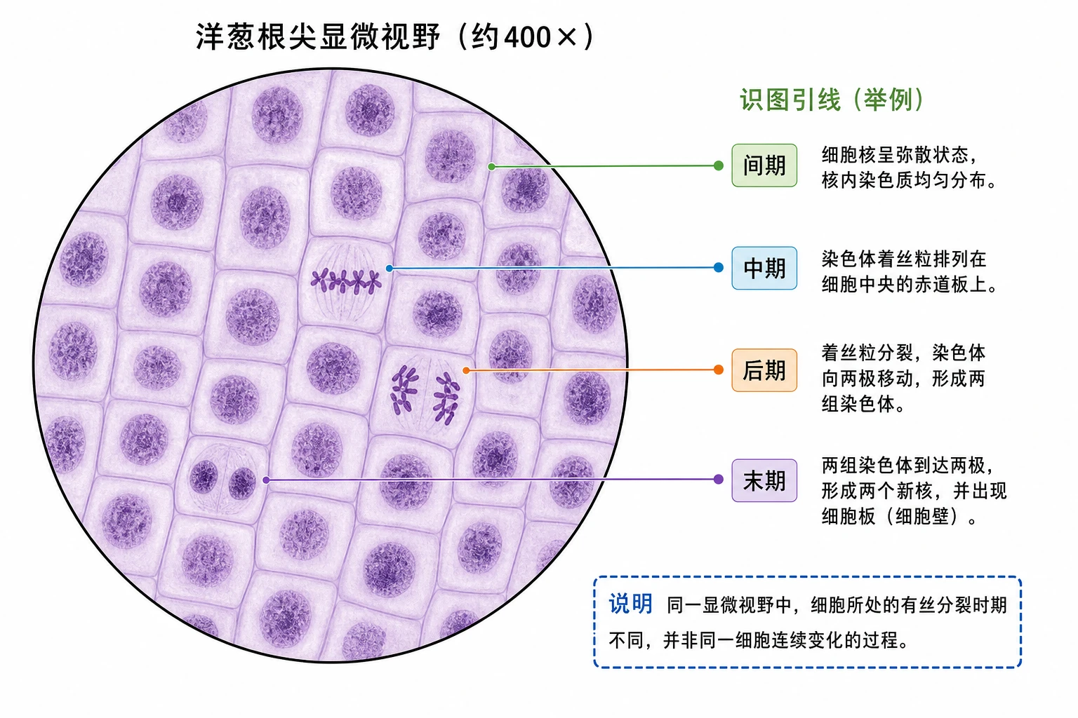 图10：教材“观察根尖分生区组织细胞的有丝分裂”源图重绘——“洋